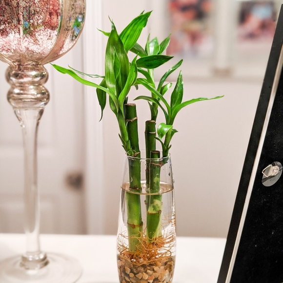 Live Lucky Bamboo Home Easy Grow Decor - Picture 9 of 12